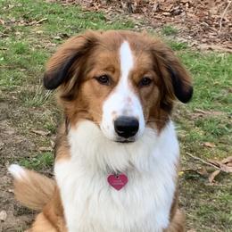 English Shepherds from Goodwin Heritage Homestead