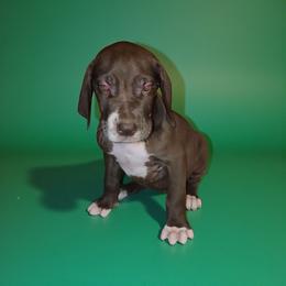 Calvin - Chocolate male Great Dane puppy in Walker, Louisiana from La Rebel Danes