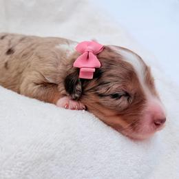 Candy Corn - Red merle female Aussiedoodle puppy in Cartersville, Georgia from Simply Blessed Doodles