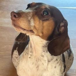 Rainbow - Dachshund