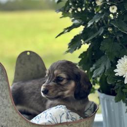 Shaded cream male - Cream male Dachshund puppy in Crestview, Florida from Neverending Dachies