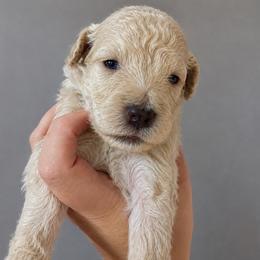 Madeleine - Cream female Poodle puppy in Grovetown, Georgia from PND Kennel