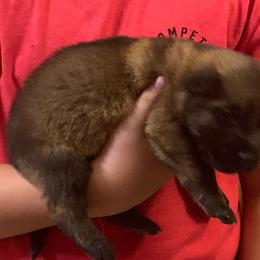 Male 5 - Sable male German Shepherd puppy in Effingham County, Illinois from Delaney Working Dogs