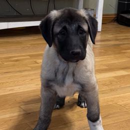 Miss Peach - Fawn female Anatolian Shepherd Dog puppy in Ozark, Missouri from Swan Falls Farm