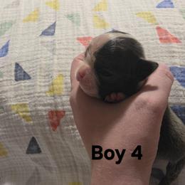Boy 4 - Blue male Boston Terrier puppy in Ringgold, Georgia from A-K Boston Terriers