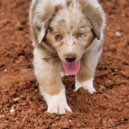 Bjorn Ironside - Red merle male Australian Shepherd puppy in Tuscola, Texas from Rockin D Ranch