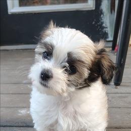 Padme-Tiki - White female Havanese puppy in Granger, Indiana from Melissa's Havanese