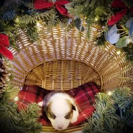 American Corgi and Pembroke Welsh Corgi Puppies from Whimsical Treasure Corgis