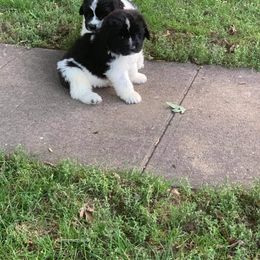 Newfoundland and Shih Tzu Puppies from Grand Meadow Newfoundlands