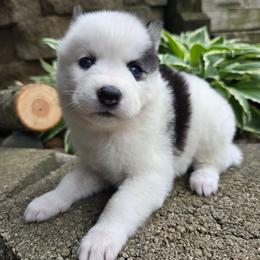 Kate - Black and white female Siberian Husky puppy in Addison, Michigan from Gray Run Siberian Huskies