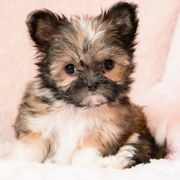 Mi-Ki Puppies from Rare Gem Mi-Ki’s LTD
