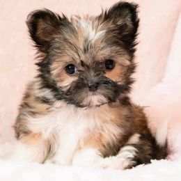 Mi-Ki Puppies from Rare Gem Mi-Ki’s LTD