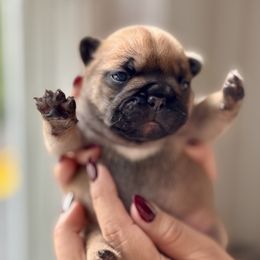 Cyprus - Fawn and white male French Bulldog puppy in Harrison, New York from Orchard Kennels