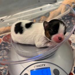 Equinox (Knox) - White black and tan male Papillon puppy in Coatesville, Indiana from Wendy’s Wings