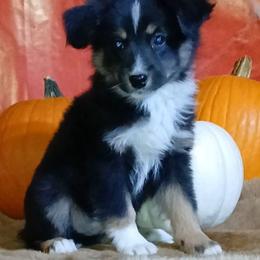 Johnny - Black tri male Miniature Australian Shepherd puppy in Elkhart, Texas from Donaldson Dogz