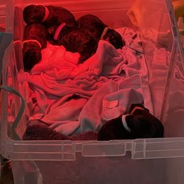 Rottweiler Puppies from GrowlHausRotts