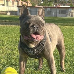 Gruff  - French Bulldog