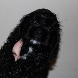 Jessie - Black female Cocker Spaniel puppy in Hickory, North Carolina from Homegrown Spaniels
