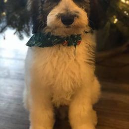 Goldendoodle Puppies from Lake Road Doodles