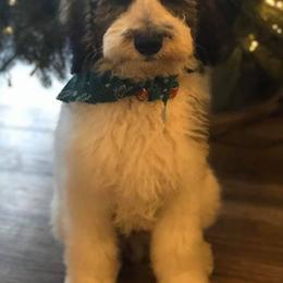 Goldendoodle Puppies from Lake Road Doodles