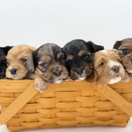 Cavapoo puppies from Mc Doodles of Texas LLC