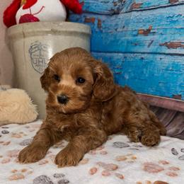 Preston - Red male Cavapoo puppy in Lebanon, Missouri from Perkins Pups