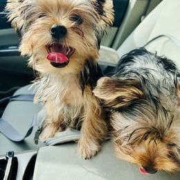 Yorkshire Terrier Puppies from Central Valley Yorkies