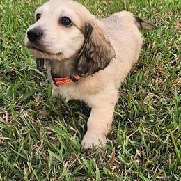 Dachshund Puppies from Buckwild Doxies
