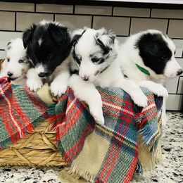 "5 weeks" Shetland Sheepdog Puppies from Southern Charm Sheltie Farm