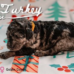 Turkey - Merle female Goldendoodle puppy in Maquoketa, Iowa from Nation Goldendoodles