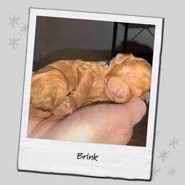 Brink - Red  male Poodle puppy in Spring Branch, Texas from Mezzo Poodles
