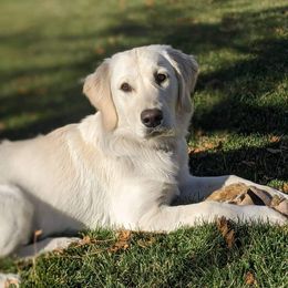 Carolina - Golden Retriever