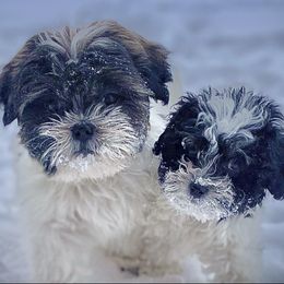 Shichons from Whimsy Teddy Bear Puppies