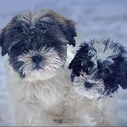 Shichons from Whimsy Teddy Bear Puppies