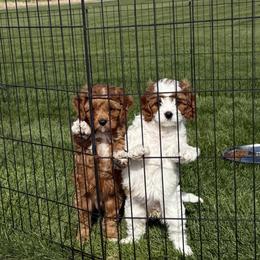 Cavapoo Puppies from Columbia Basin Puppies