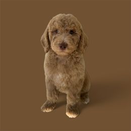 Jimmy Jr. - Apricot male Goldendoodle puppy in Glendale, Arizona from CocoLove Doodles