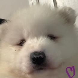 Purple Girl - White female Samoyed puppy in Hellertown, Pennsylvania from O’blako Samoyeds