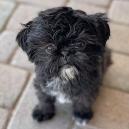 Shih Tzus from I ShihTzu Not of AZ