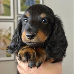 Russian-Italian male - Black and tan male Dachshund puppy in Bowling Green, Kentucky from Dachshunds of the Valley