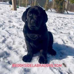 Martin - Black male Labrador Retriever puppy in Cleveland, Ohio from Brookside Labrador Retrievers