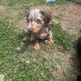 Dachshund Puppies from Dapper Doxies