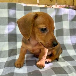 Sunny - Red male Dachshund puppy in Mountain Home, Arkansas from The Teacup Homestead Miniature Dachshunds