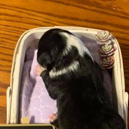 Miniature American Shepherds from LR Farms