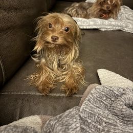 Sophie - Yorkshire Terrier