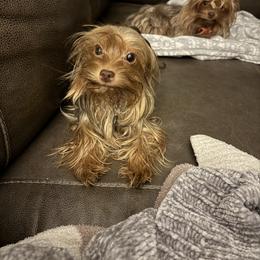 Sophie - Yorkshire Terrier