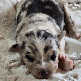 PS.BMF1 - Blue merle female Miniature Australian Shepherd puppy in Deer Lodge, Tennessee from KSH Aussie Haven