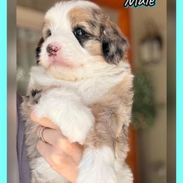 Bumble - Merle male Sheepadoodle puppy in Roseburg, Oregon from Sharon’s Sheepadoodle’s
