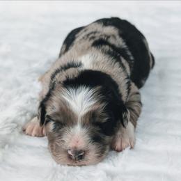 Boy 2 Green - Blue merle male Australian Shepherd puppy in Yakima, Washington from Naches Heights Ranch