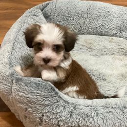 Amber - Chocolate female Havanese puppy in Double Oak, Texas from Have A Havanese Puppy