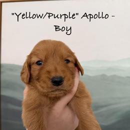 Apollo - Dark golden male Golden Retriever puppy in Weston, Missouri from Love is Golden